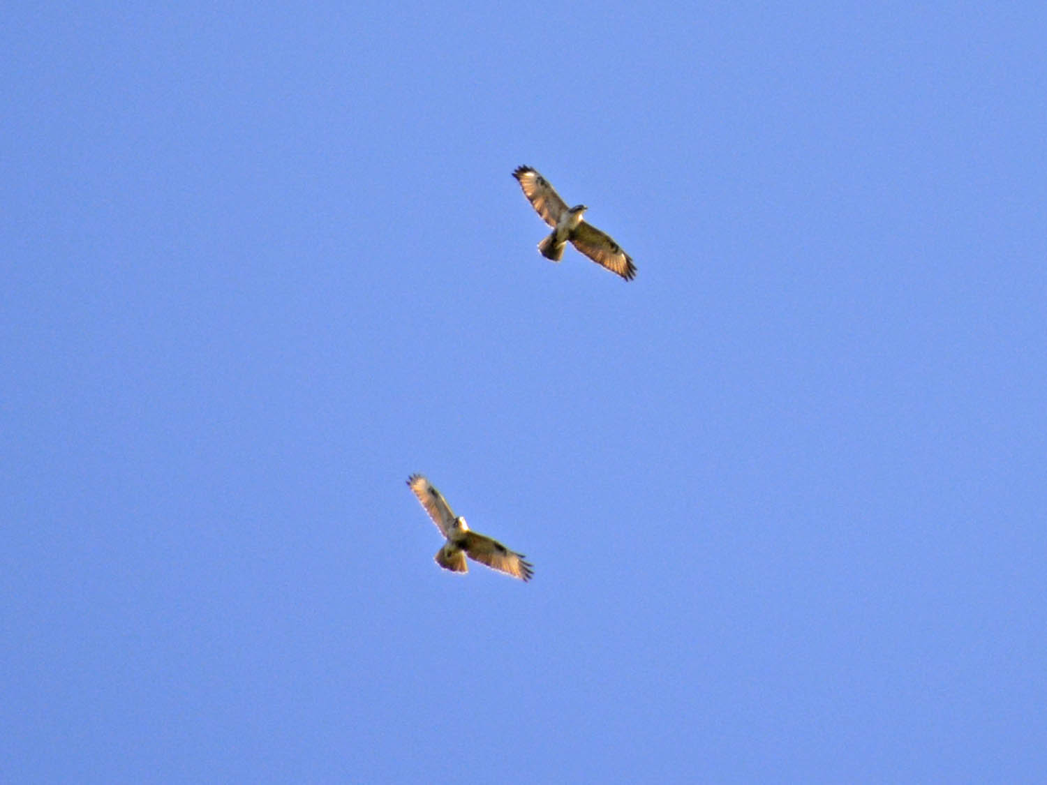 オガサワラノスリのペア②